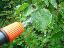 Imagini pentru anunt: Taieri pomi fructiferi  tratamente fitosanitare