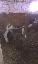 Imagini pentru anunt: Vand 2 vaci una baltata romaneasca si neagra