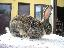 Imagini pentru anunt: Vând iepuri masculi  iepuroi rasa Uriaşul Belgian