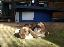 Imagini pentru anunt: Vand iepuri berbec german Havana