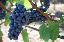 Imagini pentru anunt: Vin podgorie  sauvignon blanc riesling italian pinoit noir