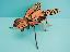 Imagini pentru anunt: Lebada locomotiva musca fluture  taur vas distrugator puzle artizanale