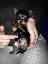 Imagini pentru anunt: Vand catei rasa yorkshire terrier