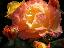 Imagini pentru anunt: Butasi trandafir