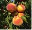 Pomi Fruciferi de calitate