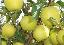 Imagini pentru anunt: Pomi Fruciferi de calitate