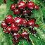 Imagini pentru anunt: Pomi fructiferi altoiti certificati