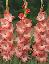 Imagini pentru anunt: Bulbi gladiole import Olanda