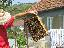 Imagini pentru anunt: Vand familii de albine