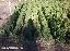 Imagini pentru anunt: Buxus planta ornamentala gard viu