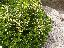 Buxus planta ornamentala gard viu
