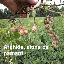 Imagini pentru anunt: Caut distribuitori seminte arahide la sat