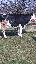 Imagini pentru anunt: Vand 2 vaci baltata romaneasca si Holstein