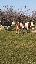 Vand 2 vaci baltata romaneasca si Holstein