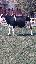Vand 2 vaci baltata romaneasca si Holstein