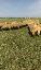 Imagini pentru anunt: Vand 40 oi cu miei mari  carabase sarbesti