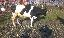 Vand o vaca Holstein si 3 juninci gestante holstein
