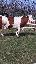 Imagini pentru anunt: Vand o vaca baltata romaneasca gestanta