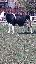 Imagini pentru anunt: Vand 2 vaci foarte bune de lapte baltata romaneasca si Holstein