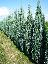 Imagini pentru anunt: Tuia  plante ornamentale arbusti gard viu pepiniera