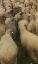 Imagini pentru anunt: Vand oi carabase la bucata sau turma 100 bucati