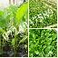 Imagini pentru anunt: Vand rasaduri de legume 2015  0 90 lei NEGOCIABIL