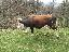 Vaca de vanzare - Baltata Romaneasca gestanta in 6 luni