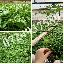 Imagini pentru anunt: Vand rasaduri de legume 2015  0 90 lei NEGOCIABIL
