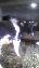 Imagini pentru anunt: Vand Vaca Albastru Belgiana