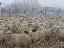 Imagini pentru anunt: Vand urgent 400 de oi