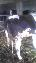Imagini pentru anunt: Vand Vaca Albastru Belgiana