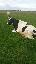 Imagini pentru anunt: Vand vaca Holstein si juninca