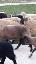 Imagini pentru anunt: Vand oi carabase  mielute si berbecuti carabasi 200 de bucati