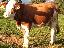 Imagini pentru anunt: Vaci si vitele baltata romaneasca