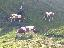 Imagini pentru anunt: Vaci si vitele baltata romaneasca