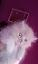 Imagini pentru anunt: Vand pui pisica  Persana