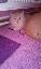 Imagini pentru anunt: Vand pui pisica  Persana