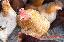 Imagini pentru anunt: Oua de incubat si pui din rasa mixta carne oua