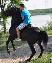 Imagini pentru anunt: Vand cal de sport romanesc