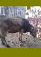 Imagini pentru anunt: vaci de vanzare - 2 si o juninca holstein bruna