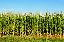 Imagini pentru anunt: Teren agricol perfect pentru cultura vie  Agrarian Land for grape growi