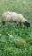 Imagini pentru anunt: Vand 2 oi si o mioara Suffolk rasa originala
