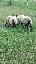 Imagini pentru anunt: Vand 2 oi si o mioara Suffolk rasa originala