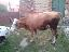 Imagini pentru anunt: Vand vaca baltata RO de 3 ani  si juninca 1 an 4 lun