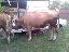 Vand vaca baltata RO de 3 ani  si juninca 1 an 4 lun