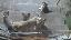Imagini pentru anunt: Vand Pui Husky Siberian 300 LEI negociabil