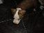 Imagini pentru anunt: Vand catel pitbull red nose