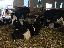 Vindem 215 vaci de lapte Holstein