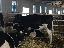 Imagini pentru anunt: Vindem 215 vaci de lapte Holstein