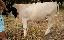 Imagini pentru anunt: Vand juninca Holstein gestanta